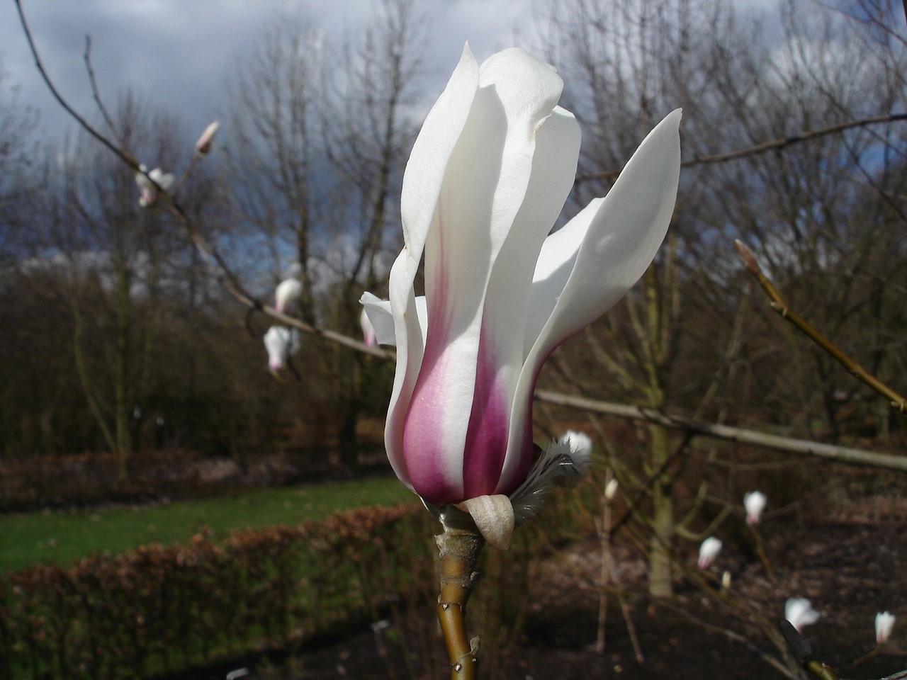 magnolia biondii